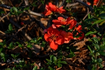 flowers and plants